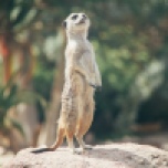 meerkat 2